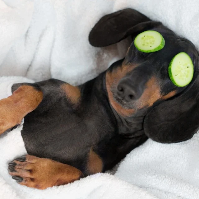 Το είχατε σκεφτεί; Όπως και με τους ανθρώπους, το μασάζ στα κατοικίδια σας μπορεί να ανακουφίσει τον πόνο και το άγχος, να ηρεμήσει τα νεύρα και να ενισχύσει τον δεσμό που έχετε . 
@alopi_living #lovemypet #massagetherapy #happy